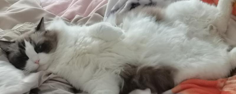 猫咪为什么会变黄，可能是患有猫黄疸