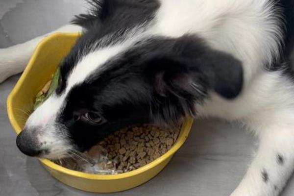 边境牧羊犬的优点和缺点,很聪明但毛发比较难打理