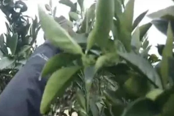 金桔树的养殖方法，平时放在阳光充足的地方