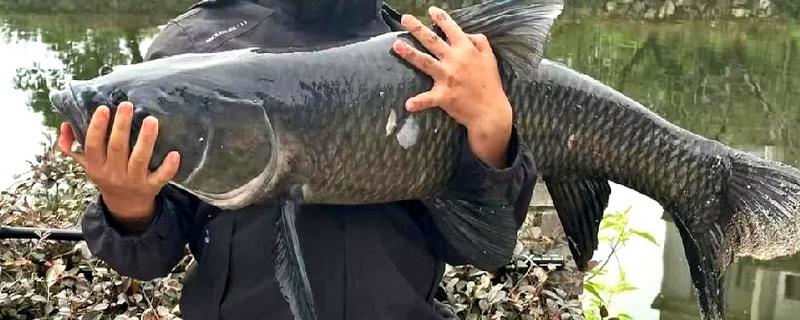 钓大鱼好钓吗,并不是特别好钓