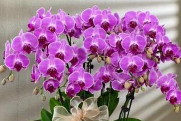紫色蝴蝶兰有什么花语,代表高贵典雅、生活幸福、可爱迷人