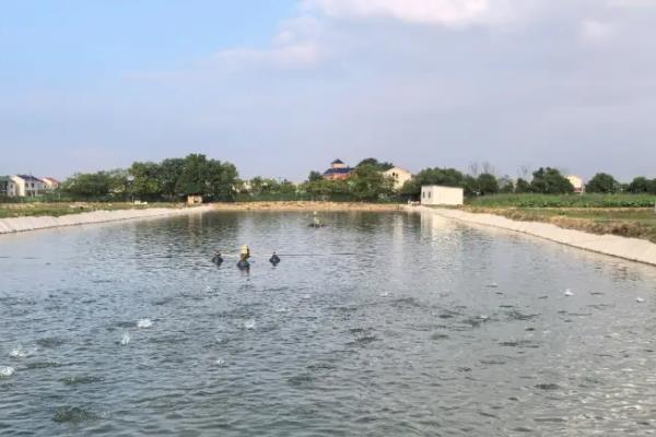 高密度养鱼怎么建造鱼池,挖出池塘后要在进出水口安装拦鱼网