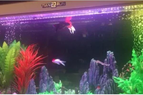 水族箱用什么颜色的灯,用白色的灯比较好
