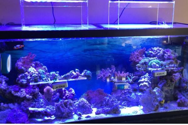 水族箱用什么颜色的灯,用白色的灯比较好