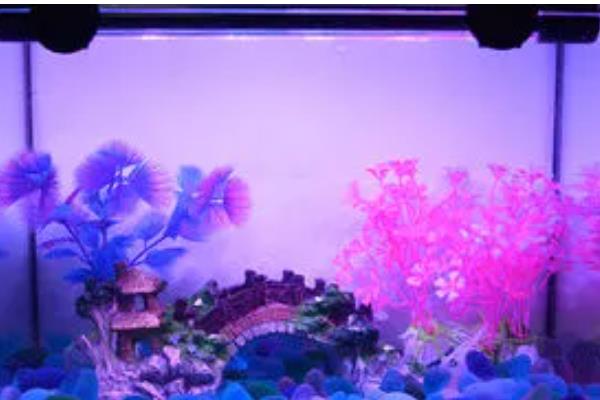 水族箱用什么颜色的灯,用白色的灯比较好