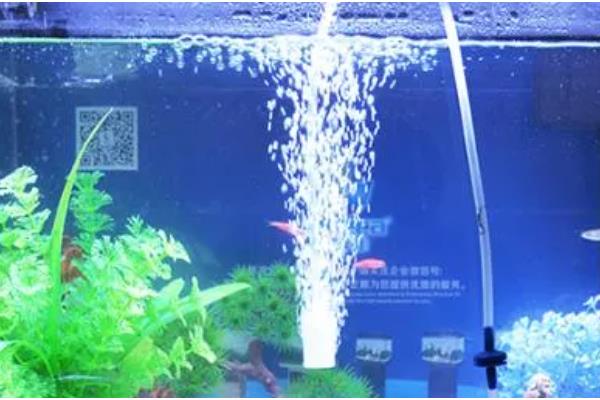 水族箱用什么颜色的灯,用白色的灯比较好