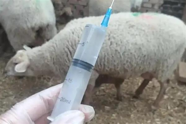 母羊吃什么可以下奶多,吃些胡萝卜、新鲜豆浆等