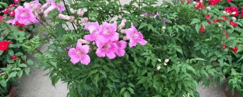 凌霄花夏季怎么养殖，放在有散光的环境中