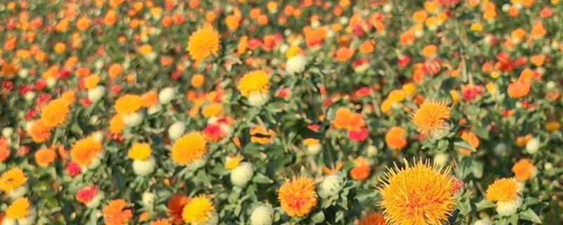红花的种植时间，可以在春季和秋季种植