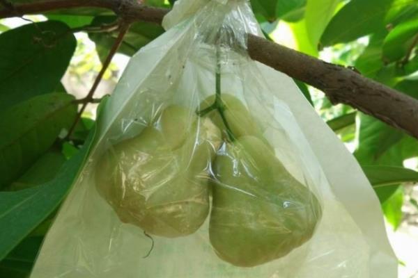 为什么莲雾果里面会有虫子,可能是有害虫侵入
