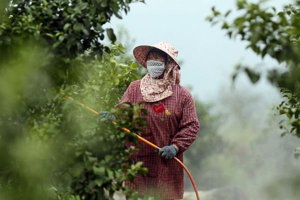 为什么莲雾果里面会有虫子,可能是有害虫侵入