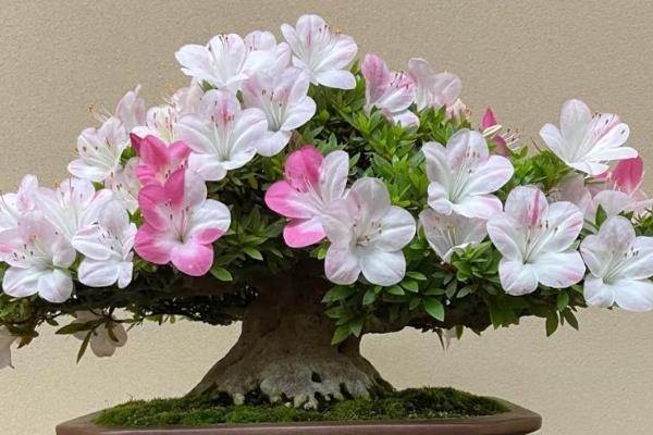 杜鹃花叶子干枯怎么处理,需要及时补充水分