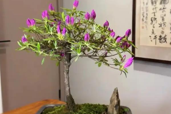 杜鹃花叶子干枯怎么处理,需要及时补充水分