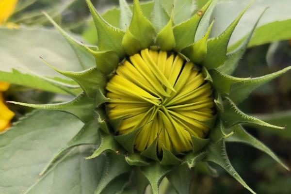 向日葵是哪种花卉,属于向日葵属的花卉
