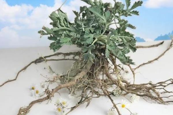 菊花根的颜色，是偏黄的颜色