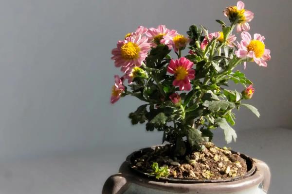 菊花根的颜色，是偏黄的颜色