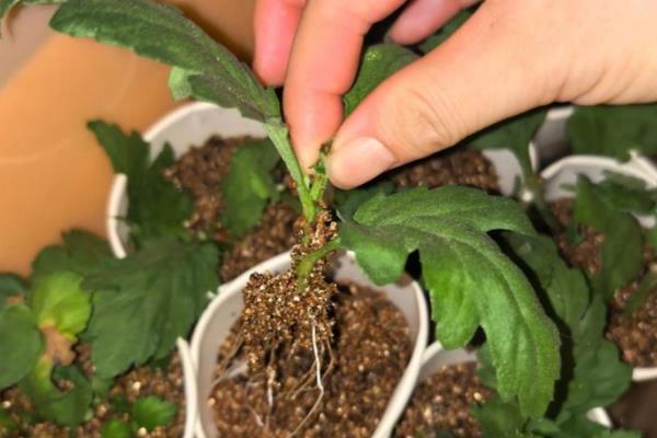 菊花根的颜色，是偏黄的颜色