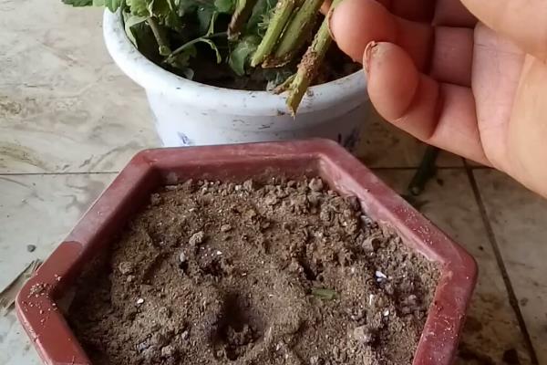 菊花根的颜色，是偏黄的颜色