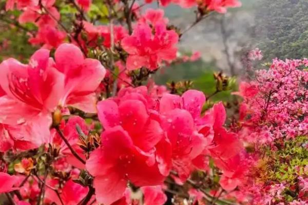 杜鹃花有什么象征意义,代表繁荣昌盛、友谊长存、思念家乡