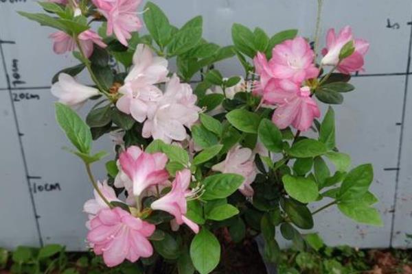 杜鹃花有什么象征意义,代表繁荣昌盛、友谊长存、思念家乡
