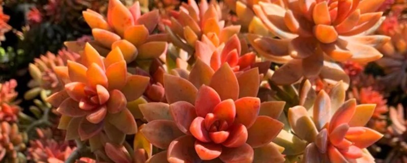 铭月常见的病虫害及防治方法，常见的有炭疽病、根腐病等