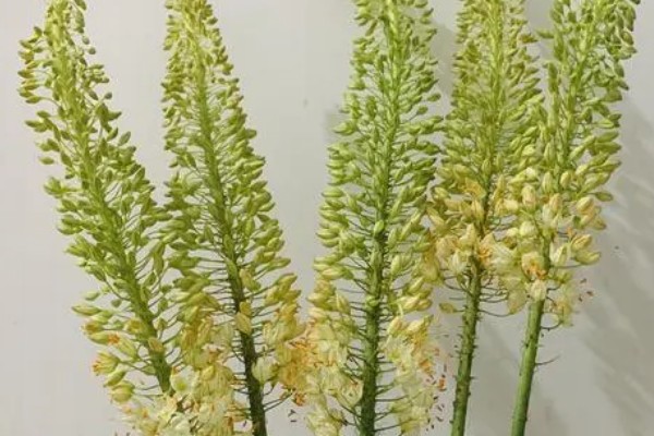 狐尾百合有什么花语，代表尊贵、积极等含义