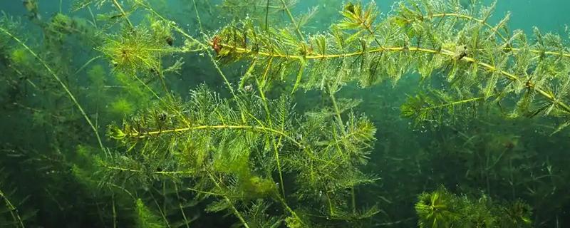 藻类是不是植物，藻类分类在不同生物分类系统中存在差异