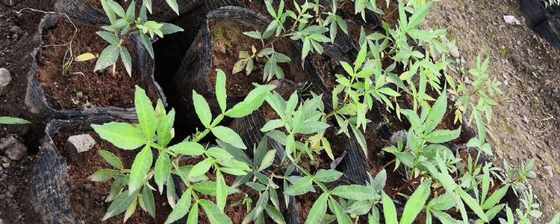 花椒树的扦插繁殖方法，在三月份左右进行