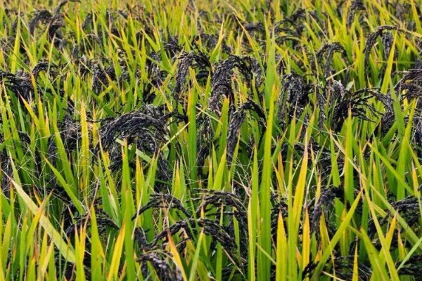 黑米的产地，有东北黑米、陕西黑米等