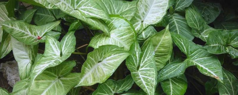 合果芋怎么养殖，定期追施稀薄的肥水