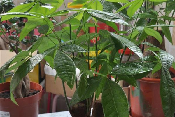 让发财树变壮的方法，生长旺期可追施复合肥