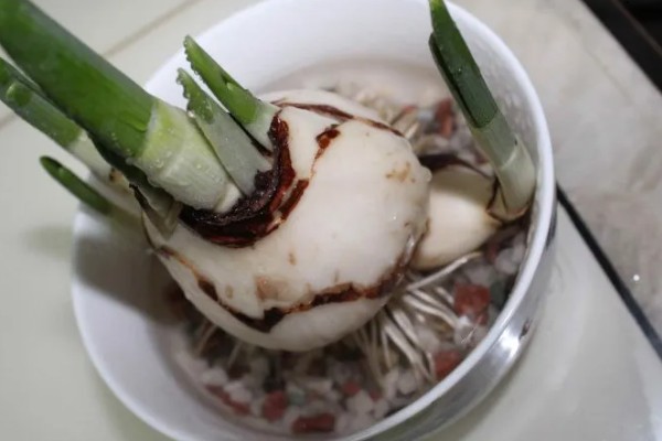 水仙花直接泡水里就行吗,直接泡水里就可以了