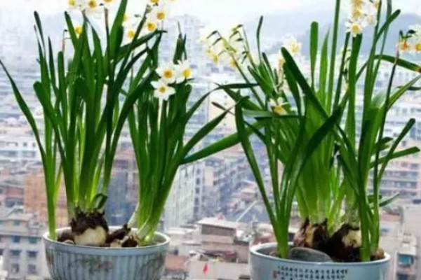 水仙花直接泡水里就行吗,直接泡水里就可以了