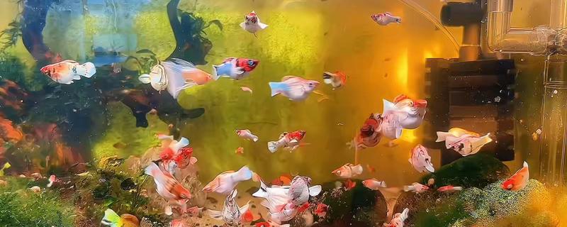 玛丽鱼生产后怎么办，水温要保持在25℃