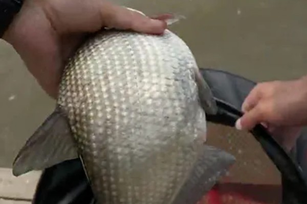 春季什么时候好钓鳊鱼，建议选气温适宜的中午钓