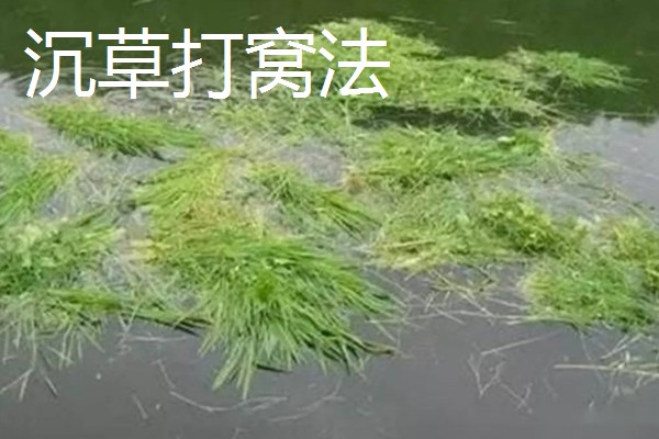 春季什么时候好钓鳊鱼，建议选气温适宜的中午钓
