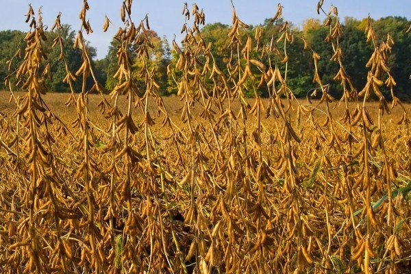 中国进口美国的大豆量,2024年进口量约2213.4万吨