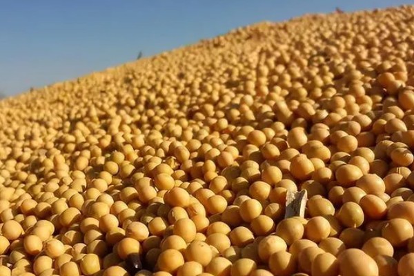 中国进口美国的大豆量,2024年进口量约2213.4万吨