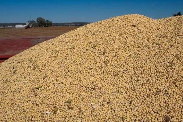 中国进口美国的大豆量,2024年进口量约2213.4万吨