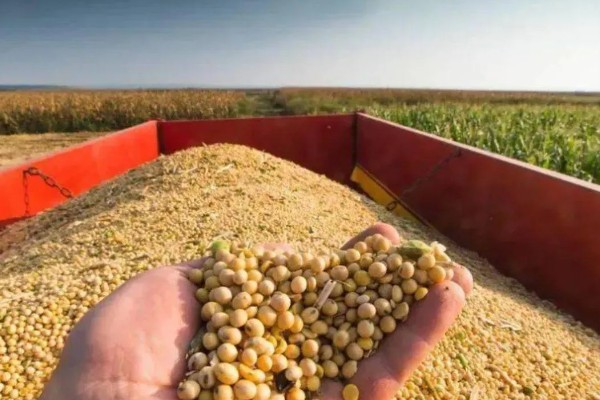 中国进口美国的大豆量,2024年进口量约2213.4万吨
