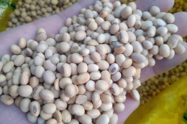 中国进口美国的大豆量,2024年进口量约2213.4万吨