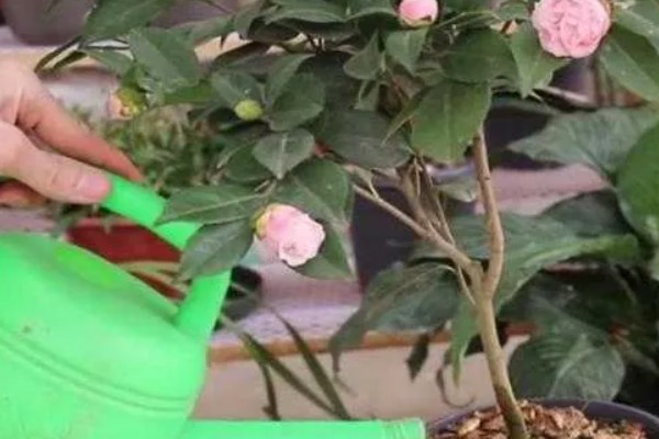 茶水能不能浇花,稍微发酵后才能使用