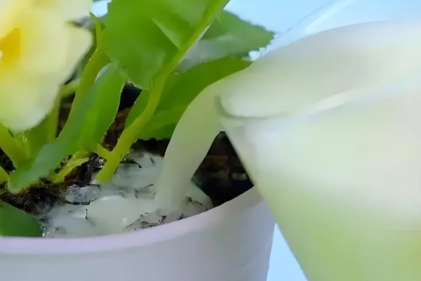 茶水能不能浇花,稍微发酵后才能使用
