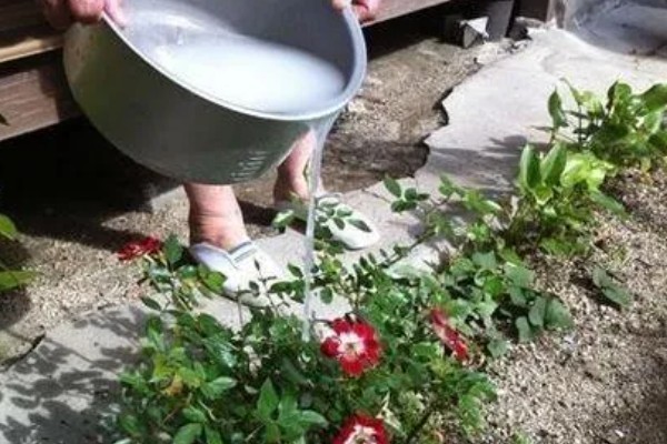 茶水能不能浇花,稍微发酵后才能使用