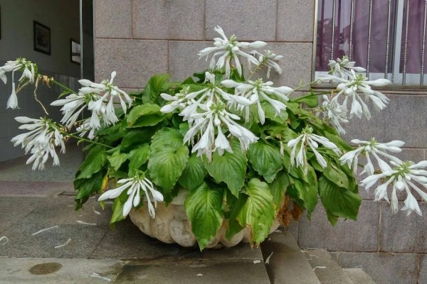 玉簪花不长叶子怎么处理，需要对玉簪花进行修剪