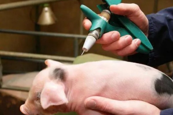 仔猪出生几天打伪狂犬疫苗,出生24小时内鼻滴