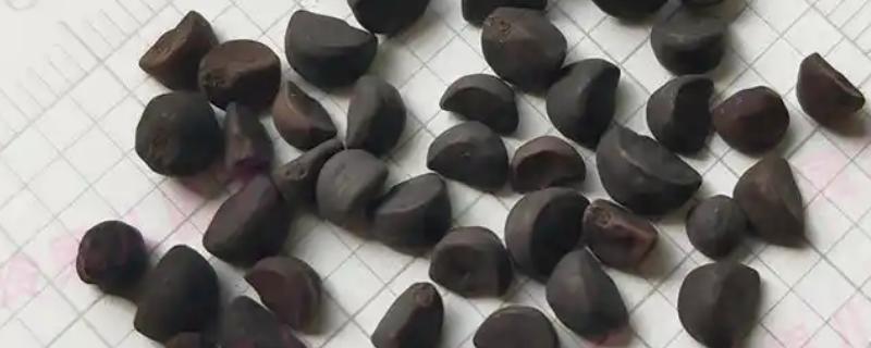 矮牵牛丸化种子如何播种，播种后用喷壶往种子上浇水