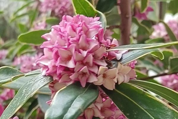 瑞香喜欢哪种肥料,瑞香喜欢复合肥