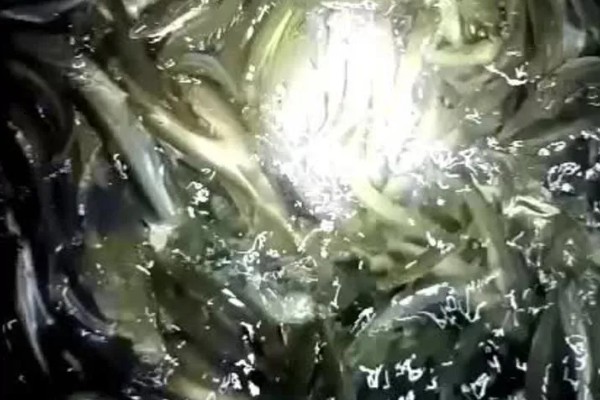 白条鱼的产卵时间,一般在5-6月产卵