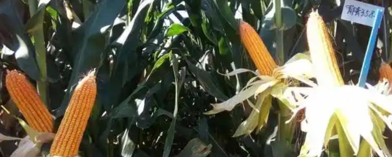 郁青358玉米种介绍，出苗至成熟102天左右